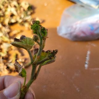 김혜정 님의 포도 · 병해충상담 작성글 사진