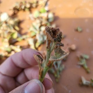 김혜정 님의 포도 · 병해충상담 작성글 사진