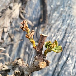 김혜정 님의 포도 · 병해충상담 작성글 사진