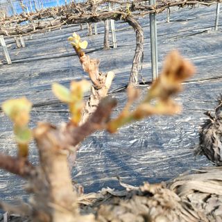 김혜정 님의 포도 · 병해충상담 작성글 사진