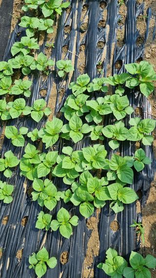 주화숙님의 들깨 · 자유게시판 작성글 사진