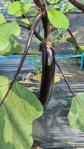 주화숙님의 들깨 · 자유게시판 작성글 사진