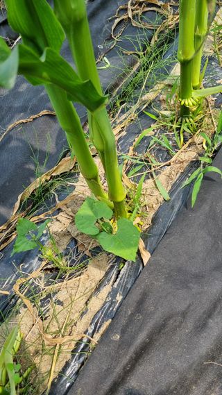 주화숙님의 들깨 · 자유게시판 작성글 사진