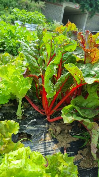 주화숙님의 들깨 · 자유게시판 작성글 사진