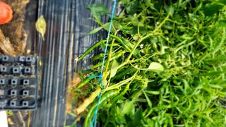 주화숙님의 들깨 · 자유게시판 작성글 사진