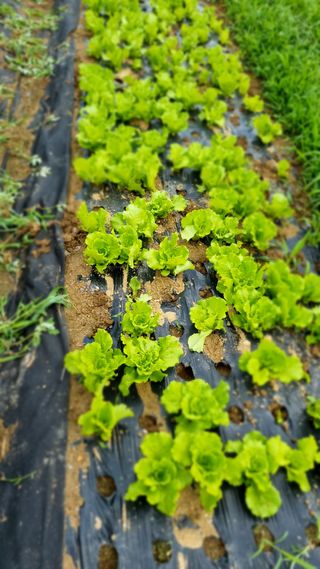 주화숙님의 들깨 · 자유게시판 작성글 사진