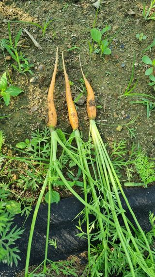 주화숙님의 들깨 · 자유게시판 작성글 사진