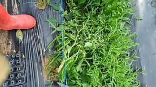 주화숙님의 들깨 · 자유게시판 작성글 사진