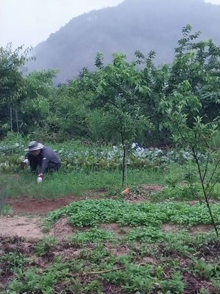 여기환님의 두릅 · 영농일지 작성글 사진