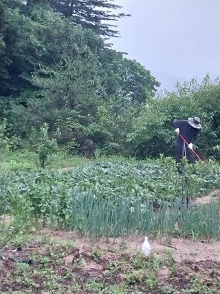 여기환님의 두릅 · 영농일지 작성글 사진