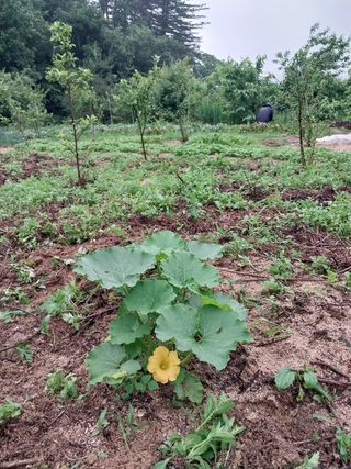 여기환님의 두릅 · 영농일지 작성글 사진