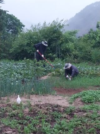여기환님의 두릅 · 영농일지 작성글 사진