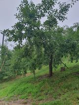 팜모닝 사과·일상 게시글 이미지