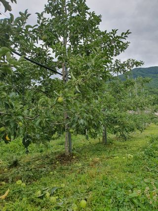 이훈희님의 사과 · 일상 작성글 사진