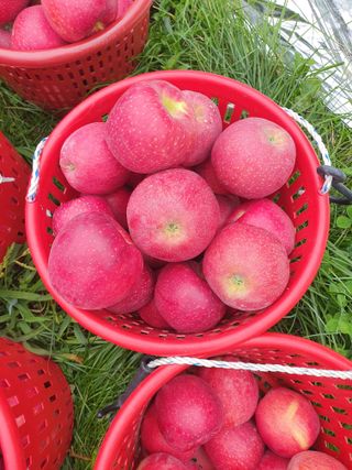 이훈희님의 사과 · 일상 작성글 사진