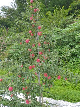 이훈희님의 사과 · 일상 작성글 사진