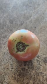 팜모닝 토마토·병해충상담 게시글 이미지