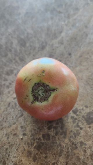 각운님의 토마토 · 병해충상담 작성글 사진