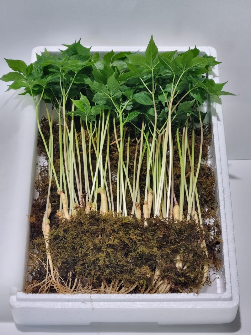 장터 상품 [새싹인삼(특상) 50뿌리] 썸네일