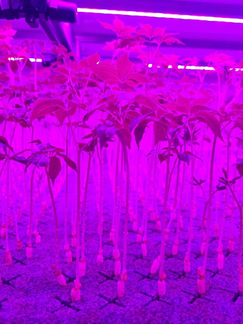 새싹인삼 우정애님의 장터 판매 상품 [새싹인삼(특상) 50뿌리] 첨부 사진