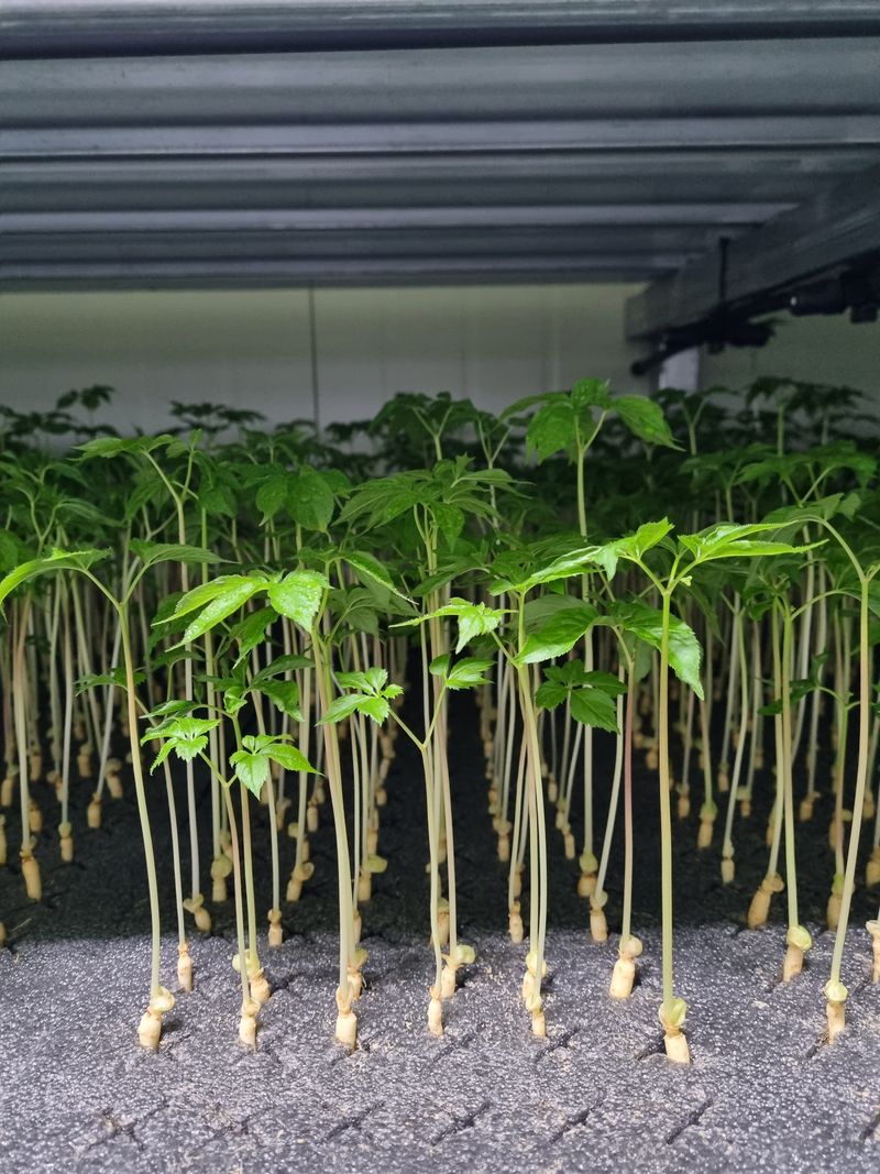 새싹인삼 우정애님의 장터 판매 상품 [새싹인삼(특상) 50뿌리] 첨부 사진