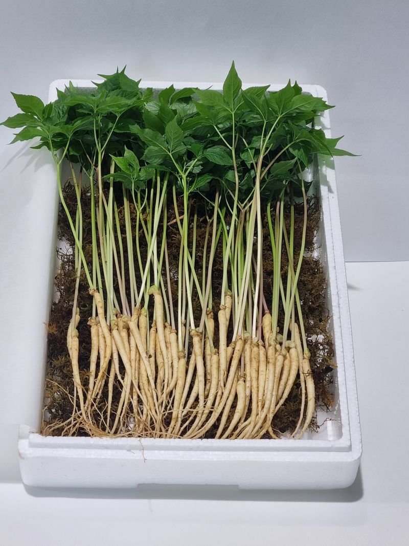 새싹인삼 우정애님의 장터 판매 상품 [새싹인삼(특상) 50뿌리] 첨부 사진