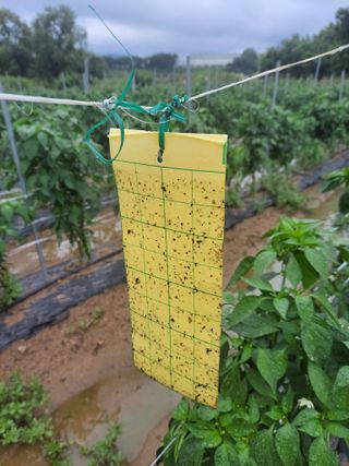 이만영님의 고추 · 자연재해•동물피해 작성글 사진