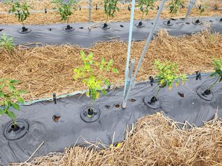 일산딸기사랑님의 고추 · 병해충상담 작성글 사진