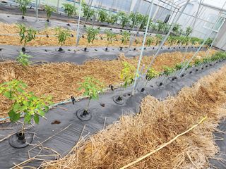 일산딸기사랑님의 고추 · 병해충상담 작성글 사진