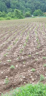 팜모닝 자유주제·자유게시판 게시글 이미지