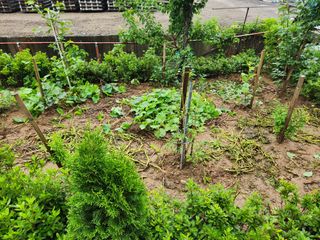 대파20698님의 토마토 · 영농일지 작성글 사진