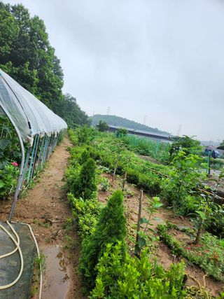 대파20698님의 토마토 · 영농일지 작성글 사진