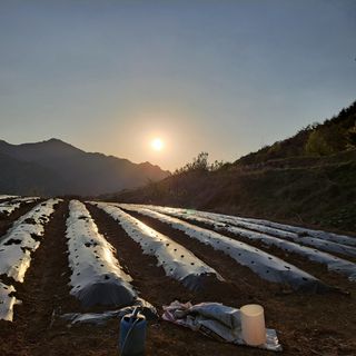 가야산댁님의 기타작물 · 병해충상담 작성글 사진