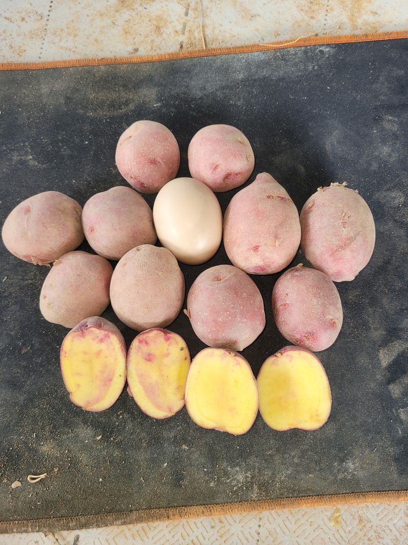 딸랑구와땡보님의 장터 판매 상품 [마감-포실포실 홍감자  중소10kg] 첨부 사진