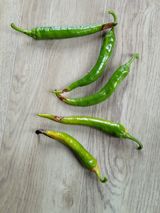 팜모닝 고추·병해충상담 게시글 이미지