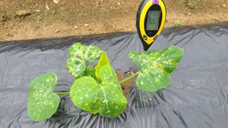 율후아빠님의 호박 · 자유게시판 작성글 사진