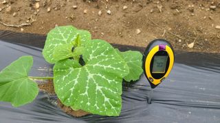 율후아빠님의 호박 · 자유게시판 작성글 사진