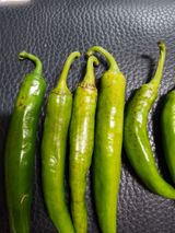 팜모닝 고추·병해충상담 게시글 이미지