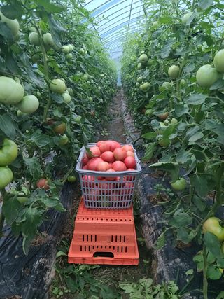 유한양행님의 토마토 · 영농일지 작성글 사진