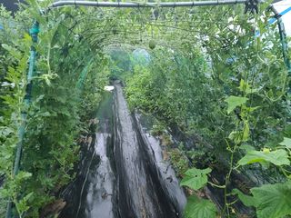 유한양행님의 토마토 · 영농일지 작성글 사진