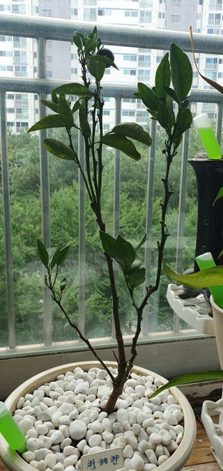 춘천(세모돌이)님의 자유주제 · 자유게시판 작성글 사진