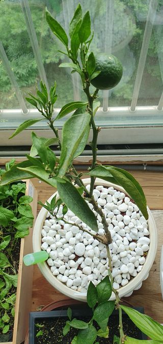 춘천(세모돌이)님의 자유주제 · 자유게시판 작성글 사진