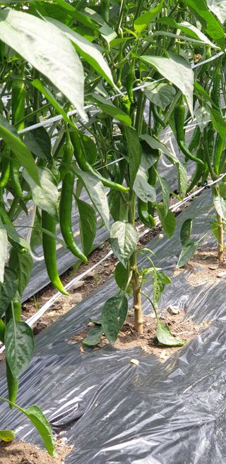 박춘식님의 고추 · 일상 작성글 사진