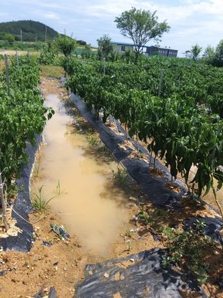 초보 농부님의 자유주제 · 자유게시판 작성글 사진