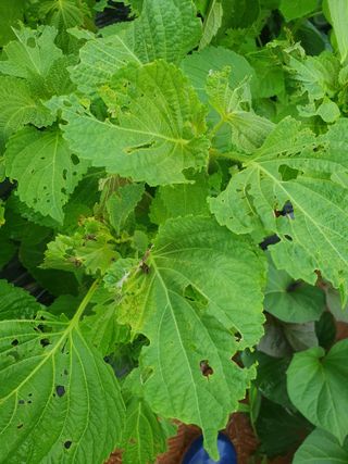 최우영님의 들깨 · 병해충상담 작성글 사진