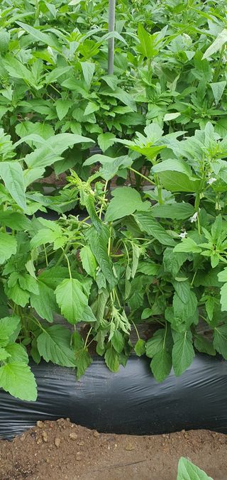 김태권님의 참깨 · 병해충상담 작성글 사진