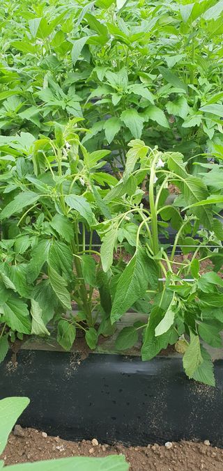 김태권님의 참깨 · 병해충상담 작성글 사진