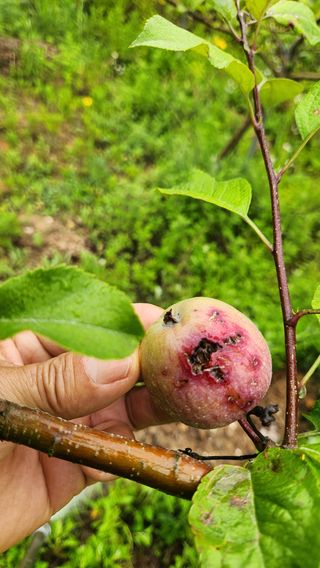 제부도그린농원님의 사과 · 비료•농약 작성글 사진