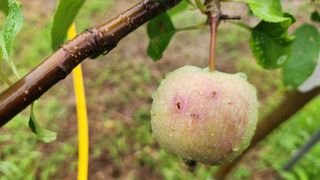 제부도그린농원님의 사과 · 비료•농약 작성글 사진