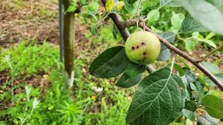 제부도그린농원님의 사과 · 비료•농약 작성글 사진